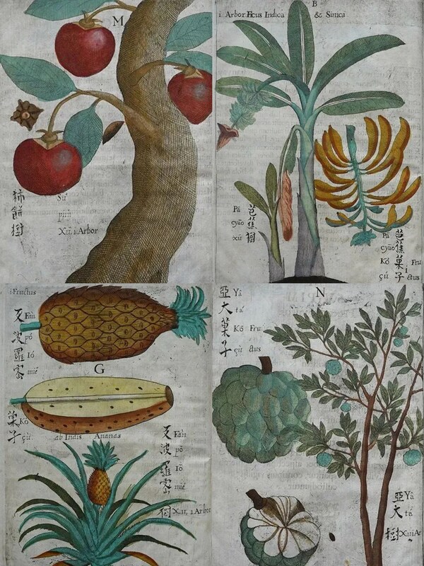 《中国植物志》文献图，图源：上海图书馆