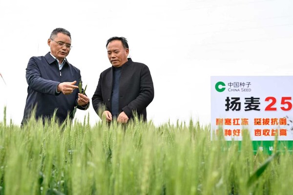 在位于盐城市的方强农场繁种基地，江苏里下河地区农业科学研究所研究员高德荣（左）在田间和农场工作人员一起查看扬麦 25 长势。