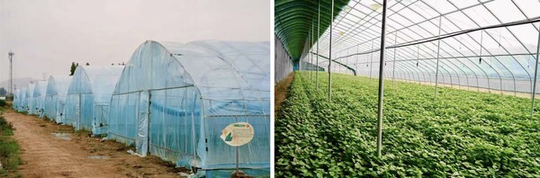 合作社新品种红薯育苗大棚 合作社新品种红薯育苗大棚