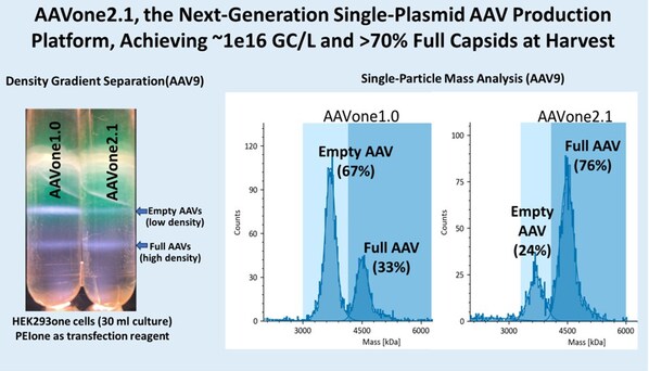 AAV2.1：收获时滴度高达约1e16 GC/L，完整衣壳率超70%